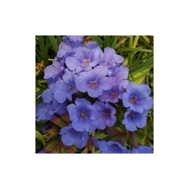 Pulmonaire Blue Ensign | Conditionnement: Lot de 5 godets