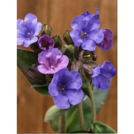 Pulmonaire 'Blue Ensign' Godet de 8/9 cm