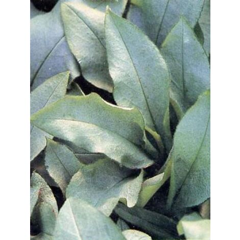 Pulmonaire 'Majestée' Godet de 8/9 cm