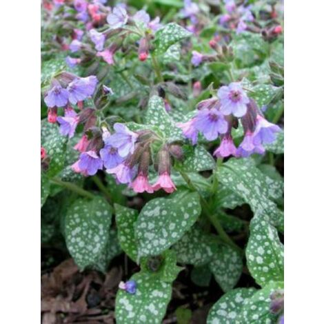 Pulmonaire 'Mrs Moon' Godet de 8/9 cm
