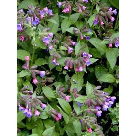 Pulmonaire officinale Godet de 8/9 cm