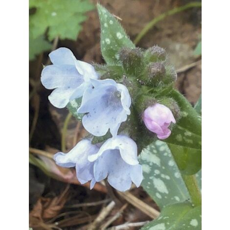 Pulmonaire 'Opal' Godet de 8/9 cm