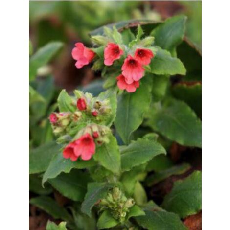 Pulmonaire rouge Godet de 8/9 cm