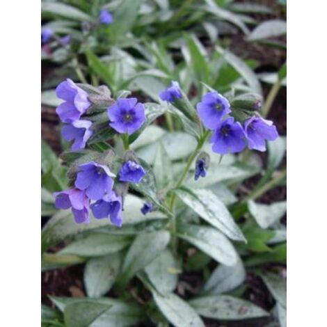 Pulmonaire 'Samourai' Pot de 2L/3L