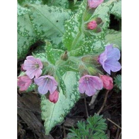 Pulmonaire 'Silverado' Godet de 8/9 cm