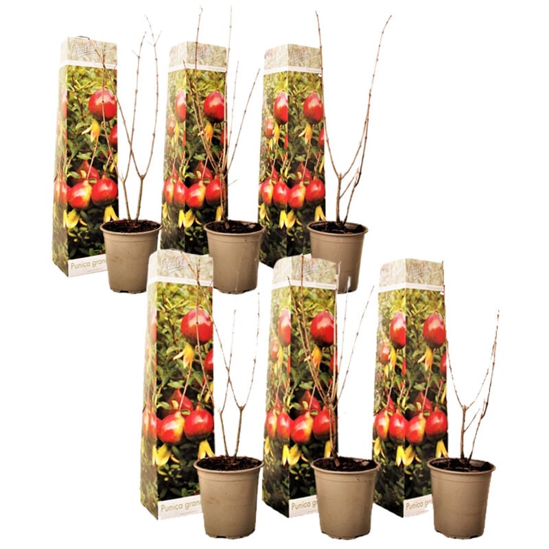 Plant In A Box - Punica Granatum - Set de 6 - Grenade - Pot 9cm - Hauteur - 25-40cm - Rouge