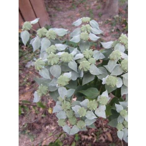 Pycnanthemum muticum Godet de 8/9 cm
