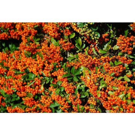 Pyracantha (agozzino) vaso 16cm
