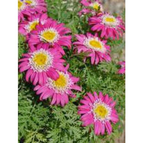 Pyrèthre 'Garden Treasure' Pot de 4L/5L