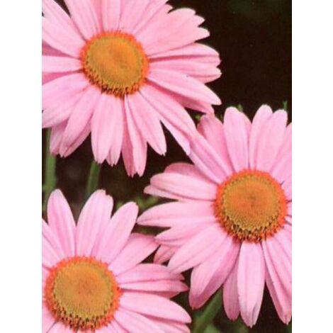 Pyrèthre 'Robinson's Pink' Godet de 8/9 cm