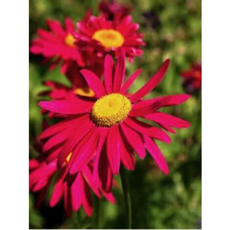 Pyrèthre 'Robinson's Red' Godet de 8/9 cm