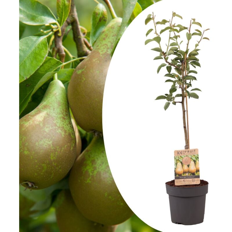 Plant In A Box - Pyrus communis 'Conference' poirier - Arbre fruitier - ⌀21cm - hauteur 90-100cm - Blanc