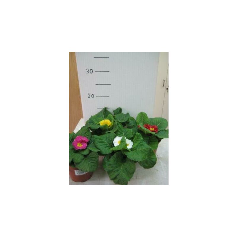 

Peral Blanquilla - Maceta de 22cm - 120cm de altura