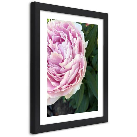 Quadro con cornice, Bella peonia rosa - 30x45