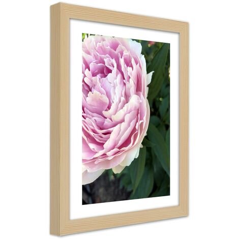 Quadro con cornice, Bella peonia rosa - 60x90