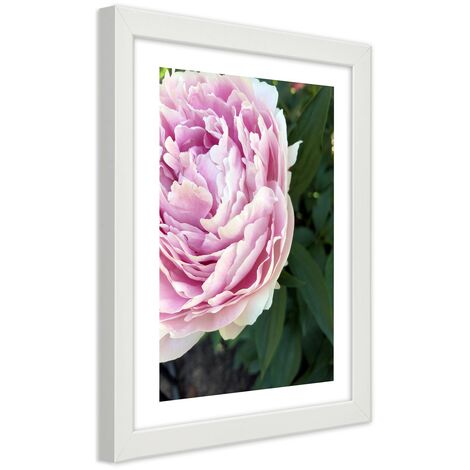 Quadro con cornice, Bella peonia rosa - 70x100