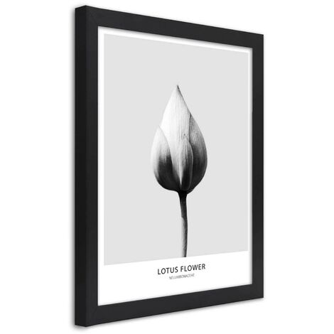 Quadro con cornice, Bocciolo di loto bianco - 30x45
