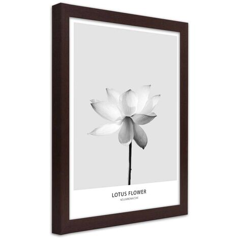 Quadro con cornice, Fiore di loto bianco - 20x30