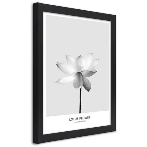 Quadro con cornice, Fiore di loto bianco - 30x45