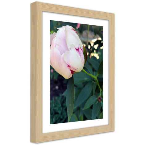 Quadro con cornice, Peonia bianca - 20x30