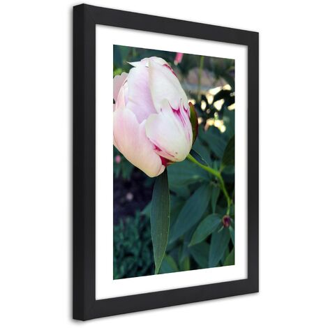 Quadro con cornice, Peonia bianca - 30x45