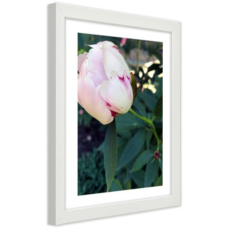 Quadro con cornice, Peonia bianca - 30x45