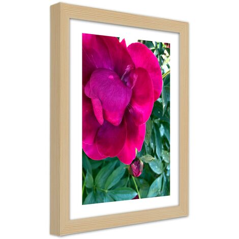 Quadro con cornice, Peonia rosa - 30x45