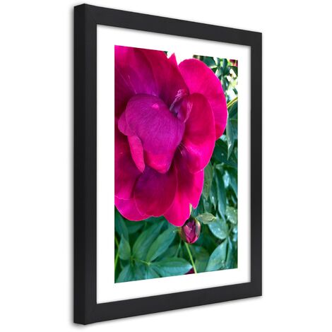 Quadro con cornice, Peonia rosa - 30x45