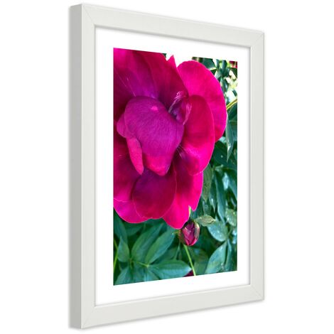 Quadro con cornice, Peonia rosa - 40x60