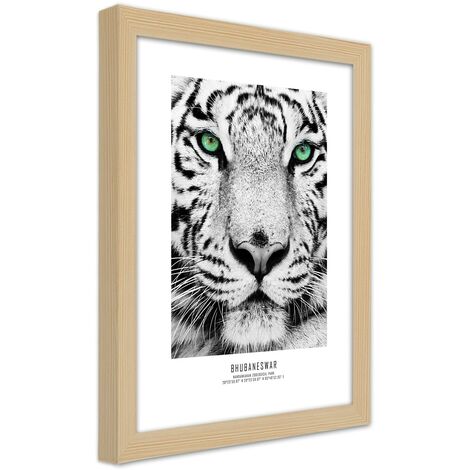 Quadro con cornice, Tigre bianca - 30x45