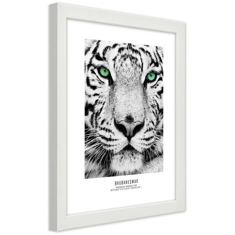 Quadro con cornice, Tigre bianca - 40x60