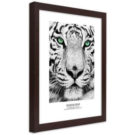 Quadro con cornice, Tigre bianca - 40x60