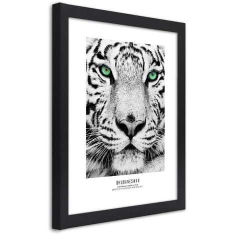 Quadro con cornice, Tigre bianca - 70x100