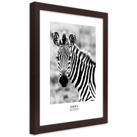 Quadro con cornice, Una zebra curiosa - 40x60