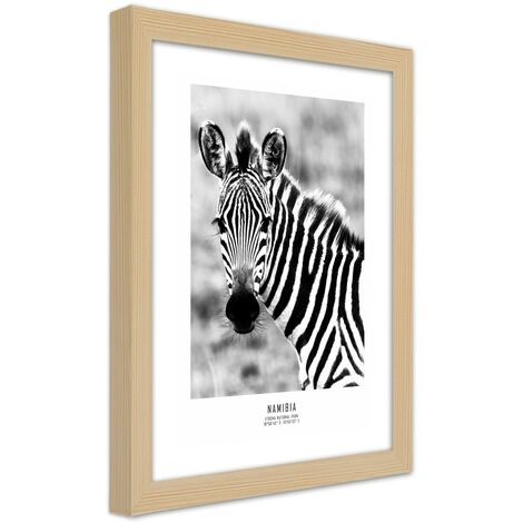 Quadro con cornice, Una zebra curiosa - 40x60