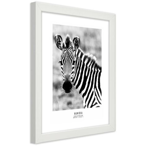 Quadro con cornice, Una zebra curiosa - 40x60
