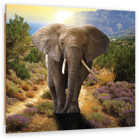 Quadro deco panel, Elefante al tramonto - 60x60