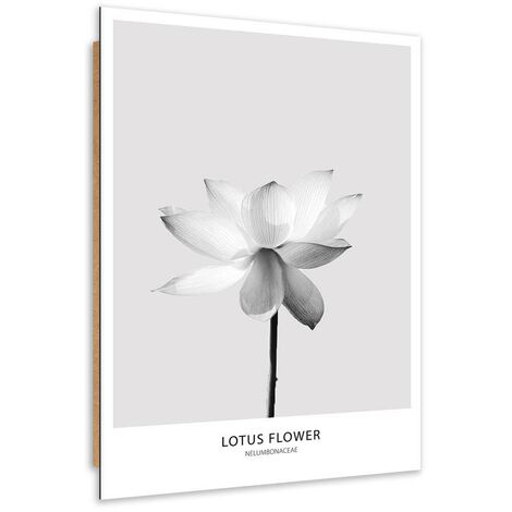 Quadro deco panel, Fiore di loto bianco - 60x90