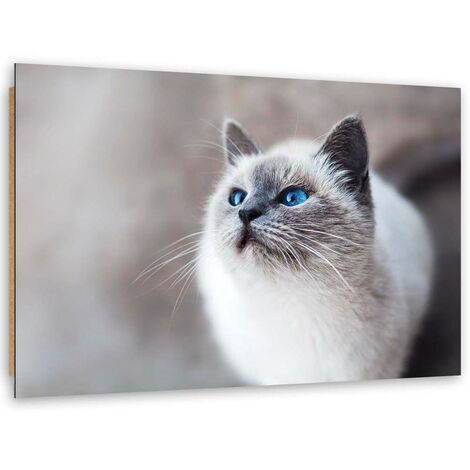 Quadro deco panel, Gatto siberiano - 90x60