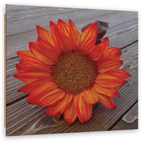 Quadro deco panel, Girasole arancione - 50x50