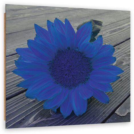 Quadro deco panel, Girasole blu - 40x40
