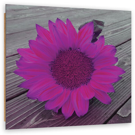 Quadro deco panel, Girasole rosa - 40x40