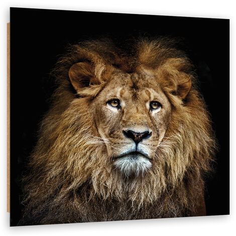 Quadro deco panel, Leone maestoso - 50x50