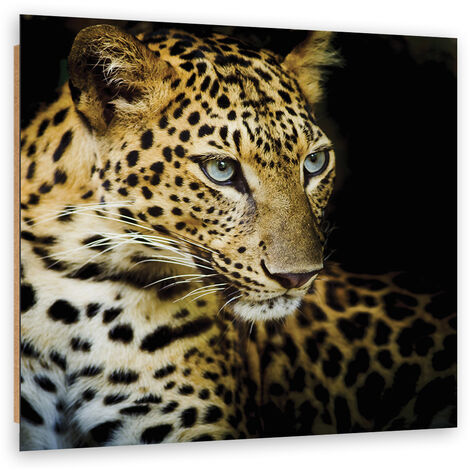 Quadro deco panel, Leopardo maestoso - 40x40