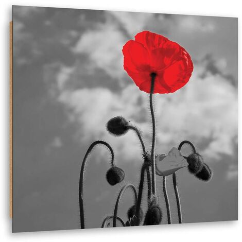 Quadro deco panel, Papavero in fiore - 30x30