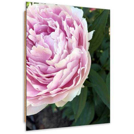 Quadro deco panel, Primo piano di una peonia rosa - 70x100