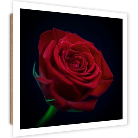 Quadro deco panel, Rosa rossa nel buio - 50x50