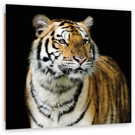 Quadro deco panel, Tigre maestosa - 60x60