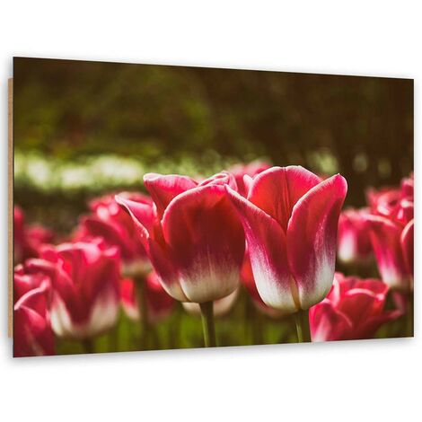 Quadro deco panel, Tulipani in fiore - 120x80