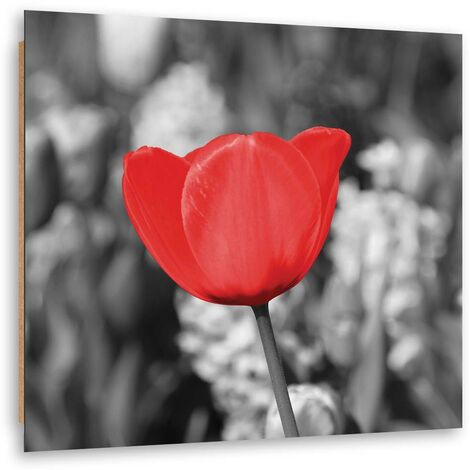 Quadro deco panel, Tulipano rosso nel prato - 40x40